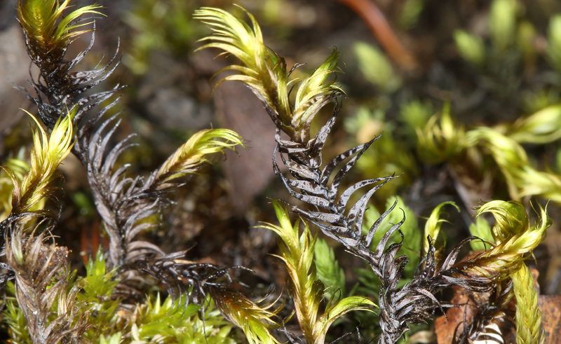 Dichelyma falcatum